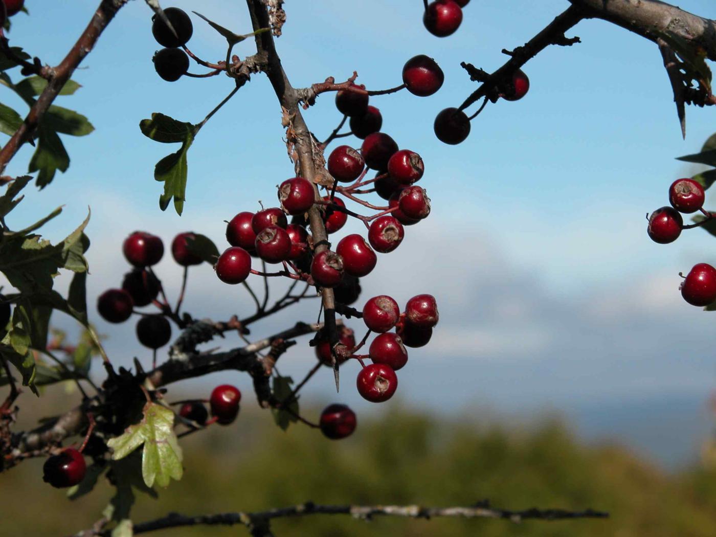 Hawthorn, Single-styled fruit